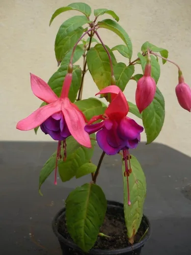 Miniatura 6 de Mezcla de 100 semillas de flores fucsia Perenne Home Bonsai