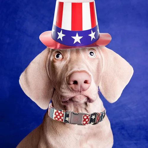 Miniatura 5 de Elegant little tail - Collar ajustable para perros, suave y duradero, diseño patriótico de día festivo, Día de la Independencia, regalo para perro