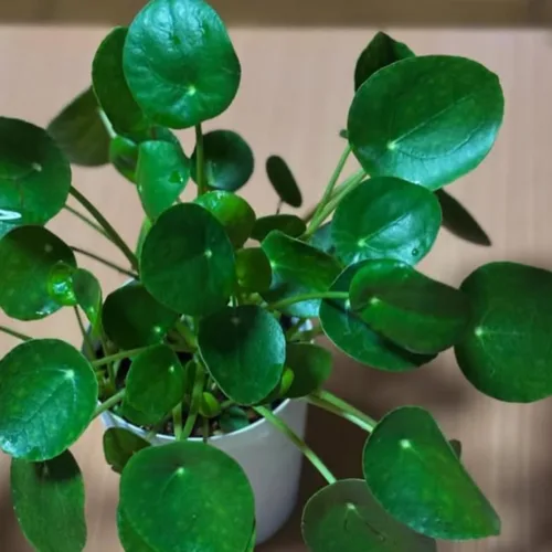 Miniatura 5 de Planta de árbol de dinero para interiores, de 5 a 7 pulgadas de altura, Pilea Peperomioides Live, plantas de interior vivas para plantar y cultivar