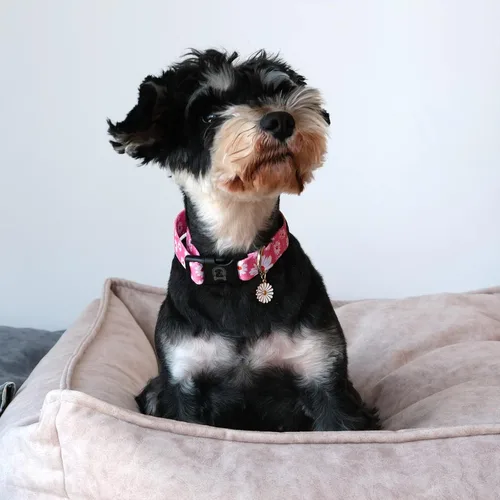 Miniatura 5 de MR. CHUBBYFACE - Collar de perro con diseño de margaritas y flores para perros pequeños, medianos y grandes