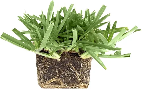 Miniatura 9 de St. Augustine 'Floratam' - Tapones de césped de 3 pulgadas, 6 tapones vivos extra grandes, césped tolerante a la sequía, la sal y la sombra