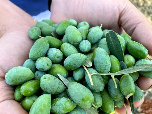 Miniatura 5 de Aceite de Oliva Virgen Extra Rx Alto en Fenólicos – Prensado en Frío, Rico en Oleocantal, Naturalmente Alto en Antioxidantes, Sabor Intenso