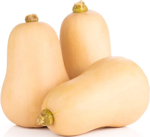 Miniatura 22 de 50 Hale's Best Cantaloupe Seeds for Planting - Sweet Aromatic Heirloom, Non-GMO, USA Grown by RDR Seeds