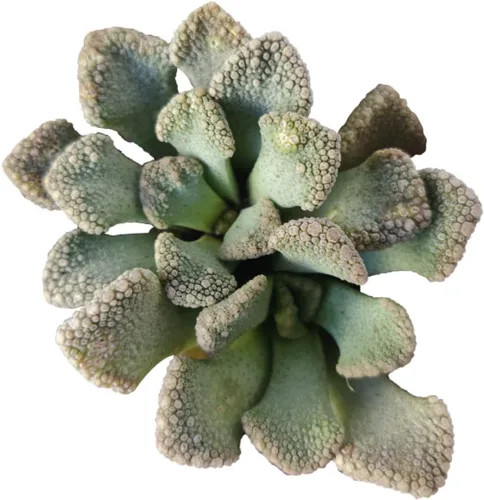 Miniatura 12 de Adenium Obesum - Rosa del desierto de 4 pulgadas, suculenta saludable, rara e inusual, viva de fácil cuidado, planta interior de casa, totalmente