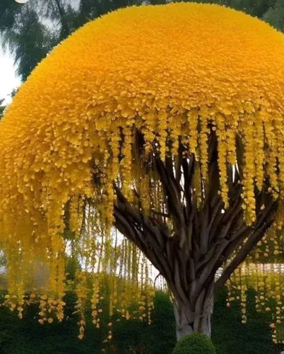 Semillas de árbol de Golden Shower para plantar (10 semillas) - Impresionantes flores amarillas llorosas
