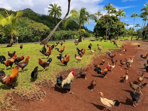 Miniatura 3 de Farmalab B12 5500 Plus para gallinas aves de corral Gamefowl Plus para Gallos Gallinas Pollos Aves de Corral
