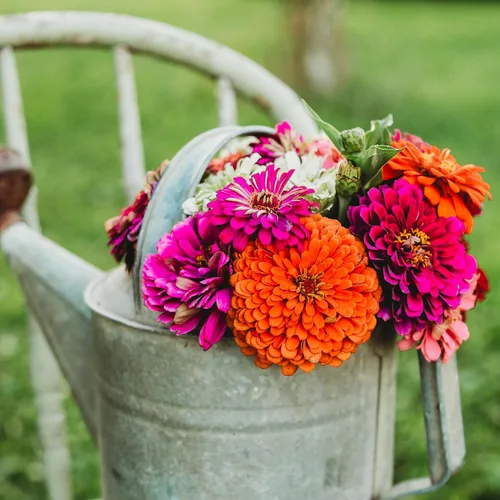 Miniatura 4 de Dahlia - Mezcla de zinnia florecida, 100 semillas, variedad de reliquia y polinización abierta, atrae mariposas y colibríes, semillas de flores sin