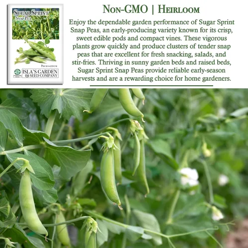 Miniatura 3 de Sugar Sprint Snap Pea Seeds (Pisum sativum) – Más de 25 semillas tradicionales sin OMG de Isla's Garden Seeds, cápsulas comestibles crujientes