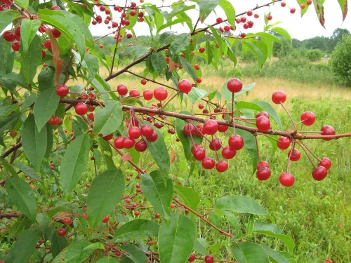 Miniatura 7 de Pin Cherry Tree Semillas Premium Prunus pensylvanica 'Spring' Plants' (Premium Seeds, 5)
