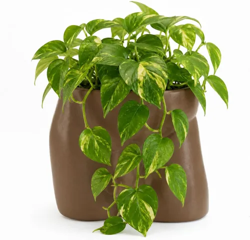 Miniatura 10 de Jarrones de cuerpo para decoración - Maceta de pene, macetas de cuerpo masculino - Jarrón de pene gracioso, maceta para suculentas y cactus