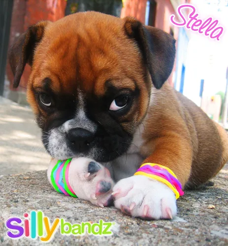 Miniatura 7 de Silly Bandz Criaturas marinas - Paquete de 24