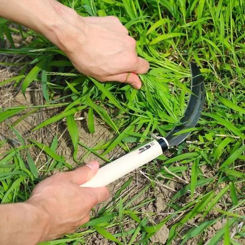 Miniatura 4 de KAKURI Herramienta de jardín de hoz japonesa de 6.7 pulgadas [hoja dentada (dientes afilados)] fabricada en Japón, hoz de jardín para cosechar
