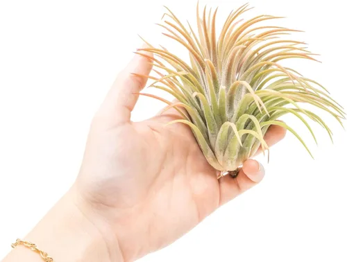 Miniatura 2 de Air Plant Shop Paquete de 5 XL Tillandsia Ionantha Rubra - Venta al por mayor y a granel - Suculentas - Tillandsia viva - Plantas