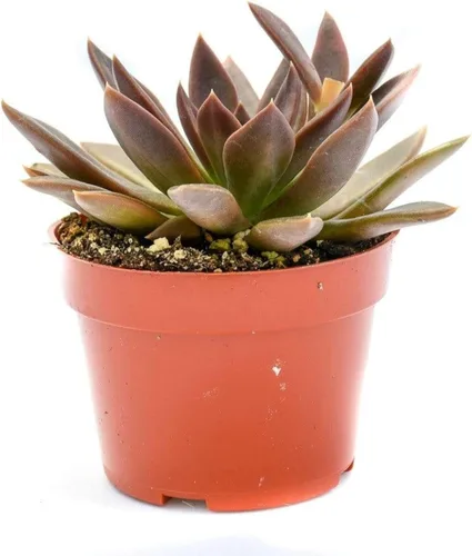 Miniatura 16 de Planta suculenta Echeveria viva – Suculenta Echeveria de 4 pulgadas totalmente arraigada (– Echeveria Borgoña Pearl)