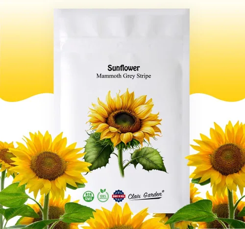 Semillas de girasol gigantes para plantar, color gris mamut, 75 semillas, 100% sin OMG, polinizado abierto, atrae colibríes, abejas y mariposas