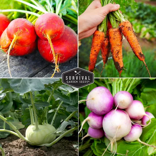 Miniatura 4 de Survival Garden Seeds Colección de semillas de raíz vegetal, paquete de 6: zanahoria Danvers, nabo superior, rábano francés, colinabo, rutabaga