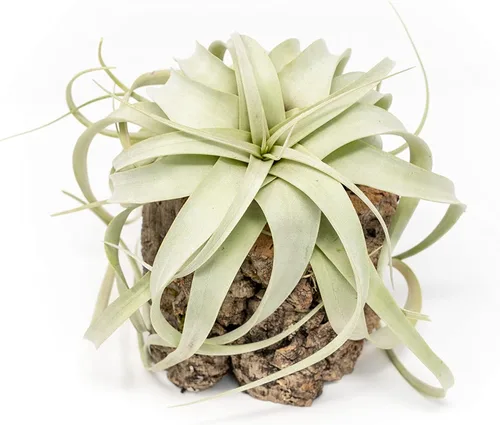 Air Plant Shop Macetas de corteza de corcho con pequeñas plantas de aire Xerographica, al por mayor y a granel, suculentas - Tillandsia viva -
