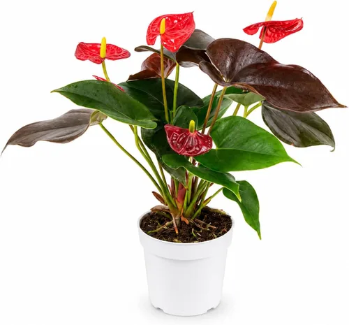 Miniatura 32 de Agloanema Garnet House Plant, Chinese Evergreen Live Plant for Indoor Spaces, Colorful Aglaonema Live Plant, Feng Shui Plants Live Houseplants for