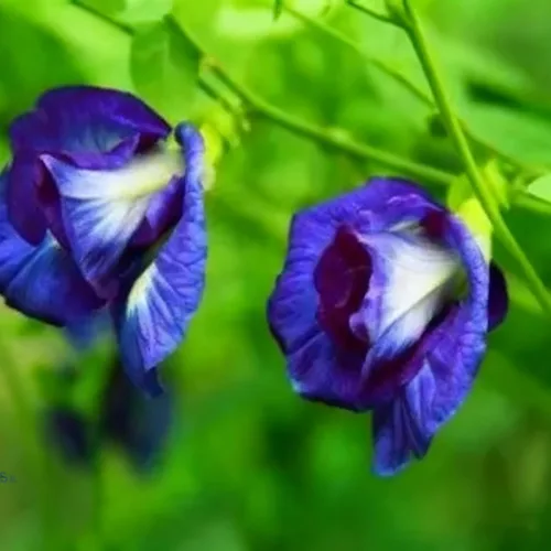Miniatura 2 de Semillas de flor de guisante de mariposa para plantar, 35 semillas de Clitoria mixtas, semillas de clitoria sin OMG para jardín ornamental, bonsái