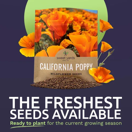Miniatura 2 de Semillas de flores silvestres de amapola naranja de California, paquete a granel de 1 onza, más de 20,000 semillas nativas, flor del estado