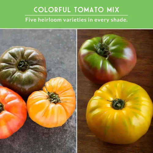 Miniatura 5 de Semillas de tomate coloridas reliquia, paquete variado de 5 con tomates raros no transgénicos para plantar Black Krim, Cherokee Purple, Hillbilly