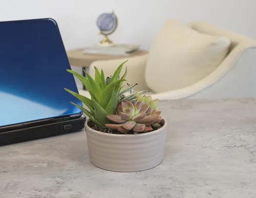 Miniatura 3 de Plantas suculentas viven en el jardín, plantas suculentas vivas, plantas vivas en maceta de color gris pardo, suculentas vivas, regalos únicos