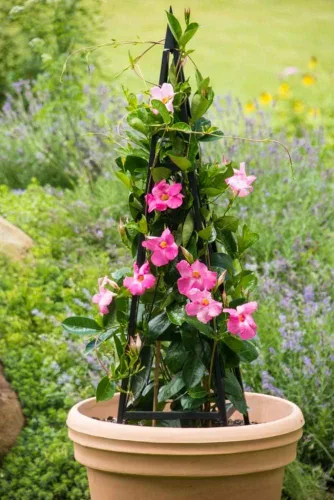 Miniatura 3 de SPRING HILL NURSERIES - Metropolitan Folding Tuteur - Añadir un punto focal interesante que es funcional!