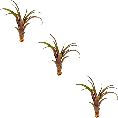 Miniatura 11 de ragnaroc Planta de Aire Viva – Tillandsia Capiput, Jumbo 6-9” - 2 unidades - Llegada Viva Garantizada - Plantas de Casa para Decoración del Hogar