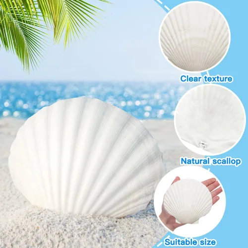 Miniatura 3 de YUJUN 18 conchas de vieira naturales grandes, de 2 a 3 pulgadas, 4 a 5 pulgadas, conchas marinas blancas a granel para manualidades, pintura