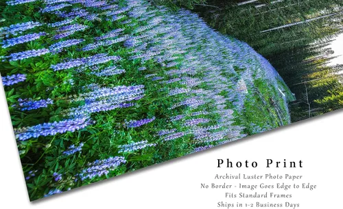 Miniatura 2 de Impresión de fotografía de las Montañas Rocosas (no enmarcado) Imagen vertical de altramuz morado en bosque de pinos en Montana Wildflower Wall Art