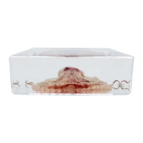 Miniatura 3 de Muestras de pulpo reales en manualidades de pisapapeles de resina, colección de taxidermia de animales para educación científica y adorno