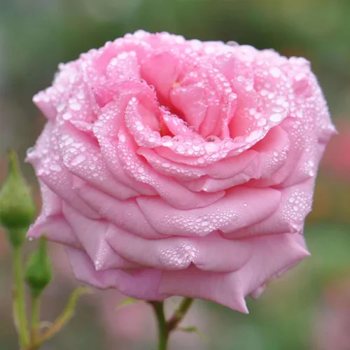 Rosas trepadoras de reliquia, planta de raíz propia viva para jardín al aire libre, Aloha, muy fragantes, zonas de rusticidad 5 a 10, floración