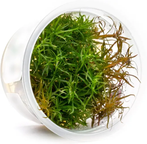 Miniatura 38 de Planta viva SubstrateSource - Hierba enana Eleocharis Belem cultivada en tejidos acuáticos para acuario - 100% libre de caracoles en copa in vitro