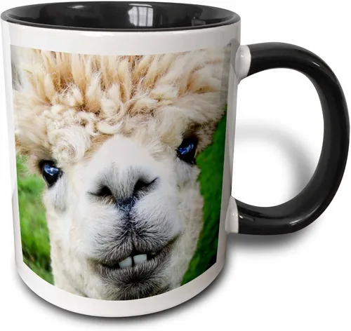 3dRose Alpaca. Lama. South America. White. 11oz Two-Tone Black Mug