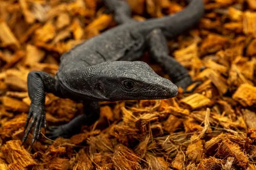 Miniatura 6 de ReptiChip - Sustrato de reptil con chips de coco de 72 cuartos de galón de capacidad, bloque de cáscara de coco orgánico comprimido para hábitat
