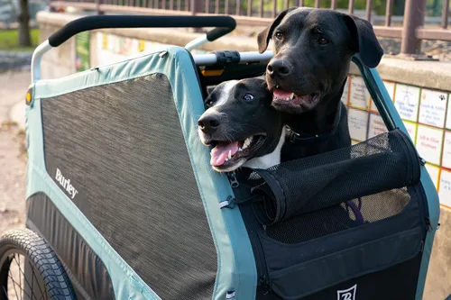 Miniatura 4 de Burley Bark Ranger™ - Remolque de bicicleta para mascotas