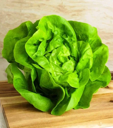 Miniatura 3 de Seeds May Queen Butterhead Lechuga sin OMG reliquia