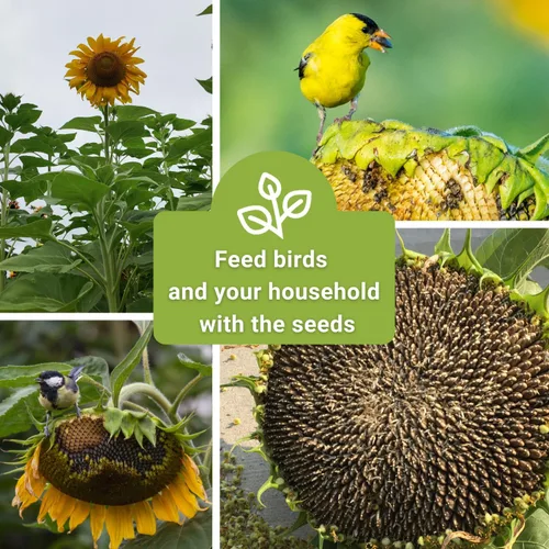 Miniatura 6 de Sow Right Seeds - Semillas de girasol de mamut para plantar - Cultiva girasoles gigantes en tu jardín - Semillas de reliquia sin OMG para plantar un