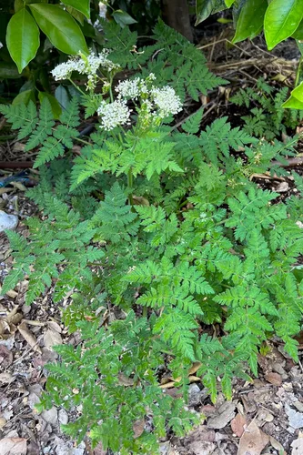 Miniatura 6 de Plant Good Seed Sweet Cicely Seeds - Paquete de 20 semillas tradicionales para plantar flores, suministros de jardinería, jardín de hierbas, flores