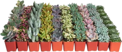 4 plantitas, de Shop Succulents, colección variada, tonos pastel