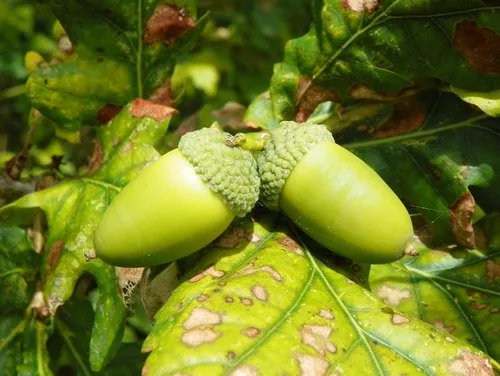 Semillas de roble inglés, en familia de roble blanco T82.5, Bellotas de roble Quercus Robur de Georgia del Norte (20)