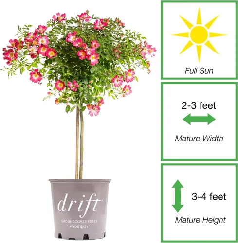 Miniatura 2 de Perfect Plants Perfect Plants Rosa Drift Rose Tree de 3 a 4 pies Árboles vivos para plantar al aire libre Flores que reflorecen durante todo