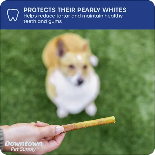 Miniatura 6 de Downtown Pet Supply Bully Sticks para perros, tamaño junior (6 pulgadas, paquete de 40 unidades) masticables para perros sin cuero crudo de larga
