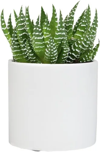 Haworthia - Planta suculenta viva en maceta blanca, plantas suculentas vivas, plantas de interior vivas, plantas de interior vivas, plantas de