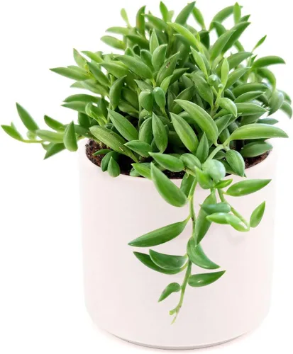 Senecio - Cadena de plátanos suculenta a la venta (4 pulgadas + maceta moderna blanca) - Guía de cuidado