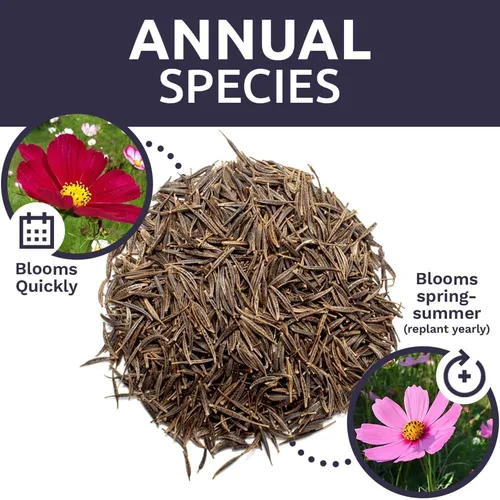 Miniatura 8 de Cosmos Seeds Mezcla de flores silvestres, paquete a granel de 1 onza, más de 5,000 semillas, especies mixtas de rosa, amarillo, naranja, rojo