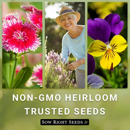 Miniatura 5 de Sow Right Seeds - Semillas de girasol Lemon Queen para plantar - Paquete de reliquia sin OMG con instrucciones para cultivar - Floraciones