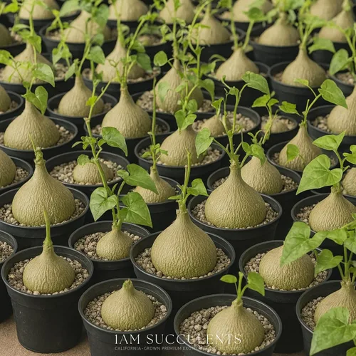 Miniatura 6 de Live Gerrardanthus Macrorhizus - Planta suculenta Caudex rara - 3 a 4 pulgadas de alto - Planta única de coleccionista para interiores y exteriores