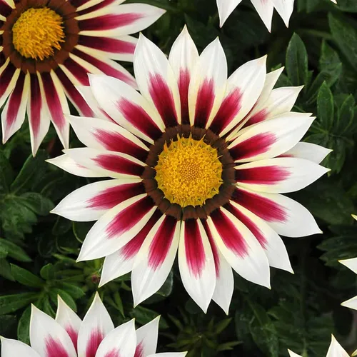 Miniatura 13 de New Day Series Gazania - Sombras de bronce ~ 25 semillas (revestidas) – Gazania splendens – Anual – Tolerante a la sequía – Flores de 3–4 pulgadas