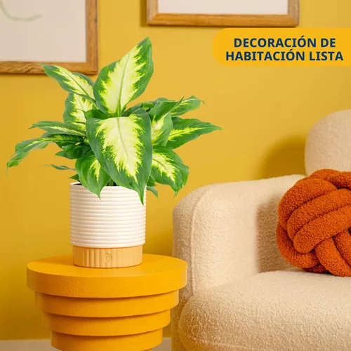Miniatura 2 de Costa Farms Dieffenbachia, planta viva de caña muda en maceta decorativa, planta de interior fácil de mantener, perfecta para decoración del hogar